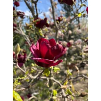 Magnolia soulangeana Genie K5 - Magnolia Genie