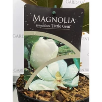 Eticheta magnoliei veșnic verzi. 