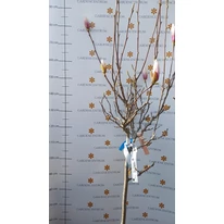 Magnolia la începutul înfloririi în pepniera noastră. 