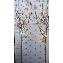 Magnolii creccute într-un copac, în pepiniera noastră, luna martie. 