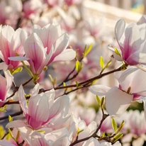 Magnolia înflorită oferă o priveliște încântătoare. 