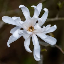 Floarea albă în formă de stea a magnoliei stellata. 