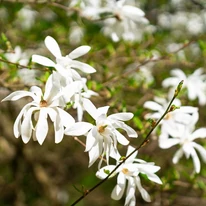 Magnolia înflorește primăvara devreme, înainte de apariția frunzelor. 