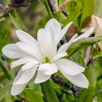 Floarea albă a magnoliei stellata. 