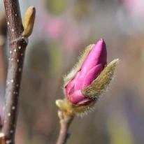 Magnolia Susan la începutul înfloririi. 