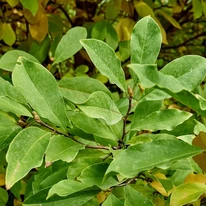 Frunzele magnoliei Susan. 