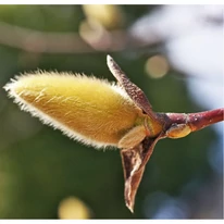 Bobocii florilor ale magnoliei Yelow River apar la sfârșitul iernii. 