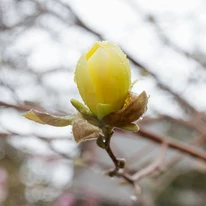 Magnolia Yellow River la începutul înfloririi. 
