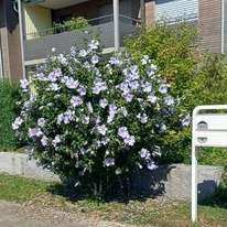 Hibiscus de grădină matur, în plină floare, într-o grădină din fața unei case, în luna august.