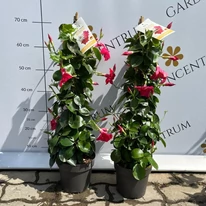 Mandevilla bine dezvoltat în luna aprilie în centrul nostru de grădinărit.