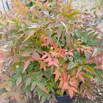 Frunzișul colorat arbustului veșnic-verde Nandina domestica.