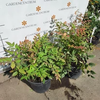 Nandina domestica la începutul lunii septembrie în pepiniera noastră. 