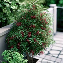 Nandina domestica pe un plan vizual creat într-un program de proiectare a grădinii. 
