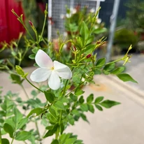 Jasminum sp - Iasomie cățărătoare