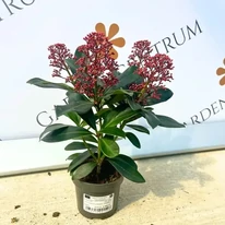 Skimmia japonica Rubella - Liliac japonez