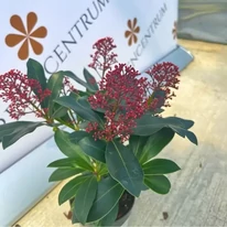 Skimmia japonica Rubella este o plantă ornamentală de toamnă minunată.