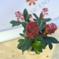 Skimmia japonica Rubella - Liliac japonez