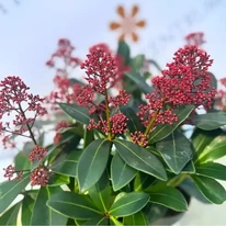 Skimmia japonica Rubella cu roadele de toamnă, în pepiniera  noastră.