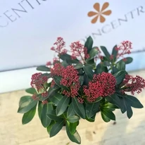 Skimmia japonica Rubella - Liliac japonez