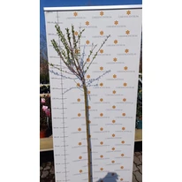 Salix Hakuro-Nishiki în pepiniera noastră primăvara, în luna martie. 