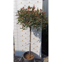 Photinia crescută pe trunchi înalt, în luna martie.
