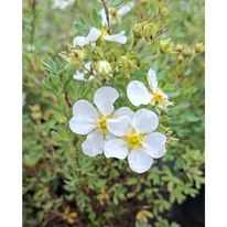 Potentilla fruticosa - Potentilla cu flori albe