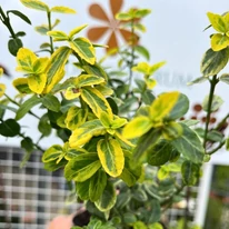 Aspectul frunzelor variegate ale salbei Emerald'n Gold.