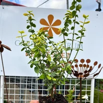 Dimensiunea și aspectul plantelor noastre de Euonymus fortunei Emerald'n Gold, la sfârșitul lunii septembrie.