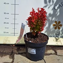 Berberis thunbergii Orange Ice C3 - Drăcilă portocalie