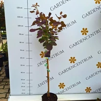 Scumpia roșie crescută pe trunchi înalt de 70 cm în pepiniera noastră.
