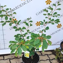 Frunzele arbustului Hamamelis intermedia.