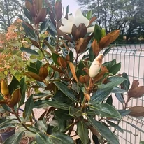 Magnolia veșnic verde în pepiniera noastră în luna septembrie. 