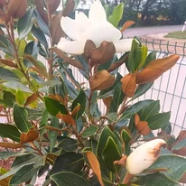 Florile magnoliei veșnic verzi în pepiniera noastră.