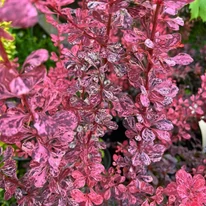 Berberis thunbergii Rose Glow în pepiniera noastră. 