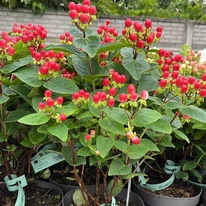 Hypericum Miracle - Sunătoare