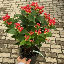 Hypericum Miracle - Sunătoare