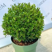 Arbust ornamental Ilex crenata Jenny cu frunziș dens, compact și veșnic verde, tuns în formă globulară.