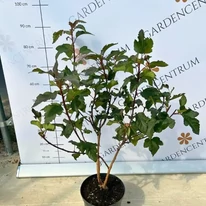 Physocarpus opulifolius Diabolo, într-un ghiveci în pepiniera noastră. 