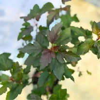 Physocarpus opulifolius Diabolo sănătos, bine dezvoltat în pepiniera noastră. 