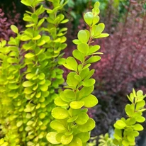 Berberis thunbergii - Drăcilă columnară galbenă