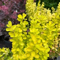 Berberis thunbergii - Drăcilă columnară galbenă