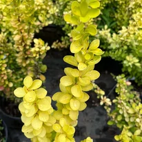 Berberis thunbergii - Drăcilă columnară galbenă