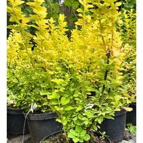 Berberis thunbergii - Drăcilă columnară galbenă