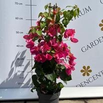 Bougainvillea bine dezvoltat în pepiniera noastră. 