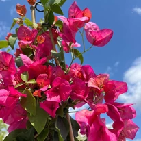 Bougainvillea în centrul nostru de grădinărit. 