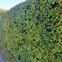 Aspectul compact și elegant al gardului viu format din Carpinus betulus.