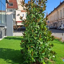 Magnolia grandiflora Gallisoniensis C3 - Magnolie veșnic verde cu flori albe