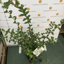 Osmanthus în pepiniera noastră. 