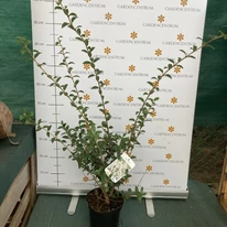 Osmanthus în pepiniera noastră în luna aprilie. 