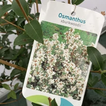 Eticheta plantei Osmanthus. 